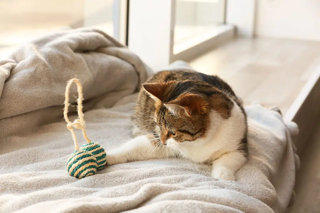 Jouets pour chats