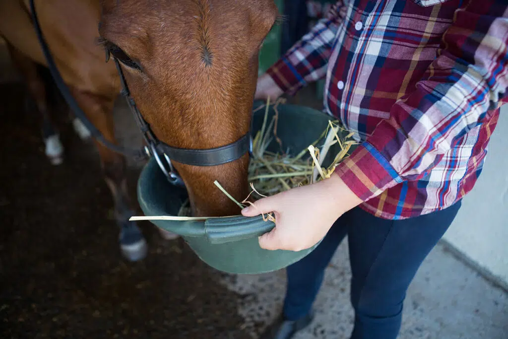 Nourriture pour cheval