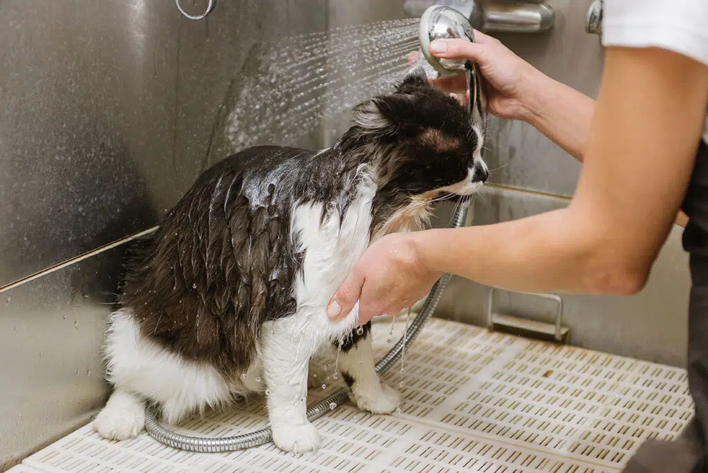 Douche pour chat