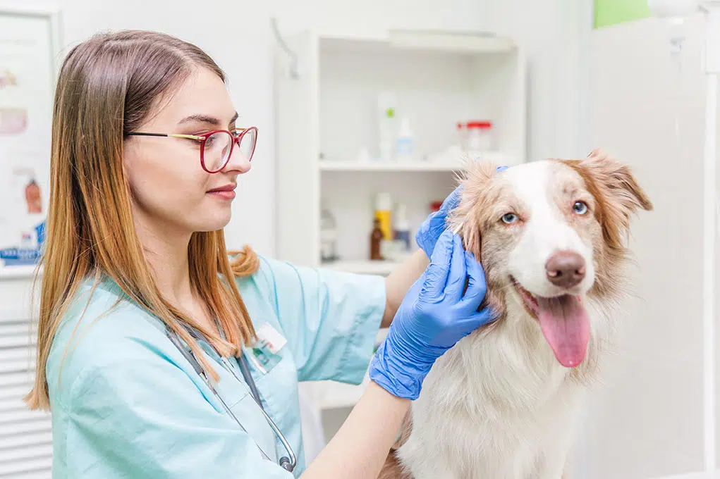 Vétérinaire pour animaux