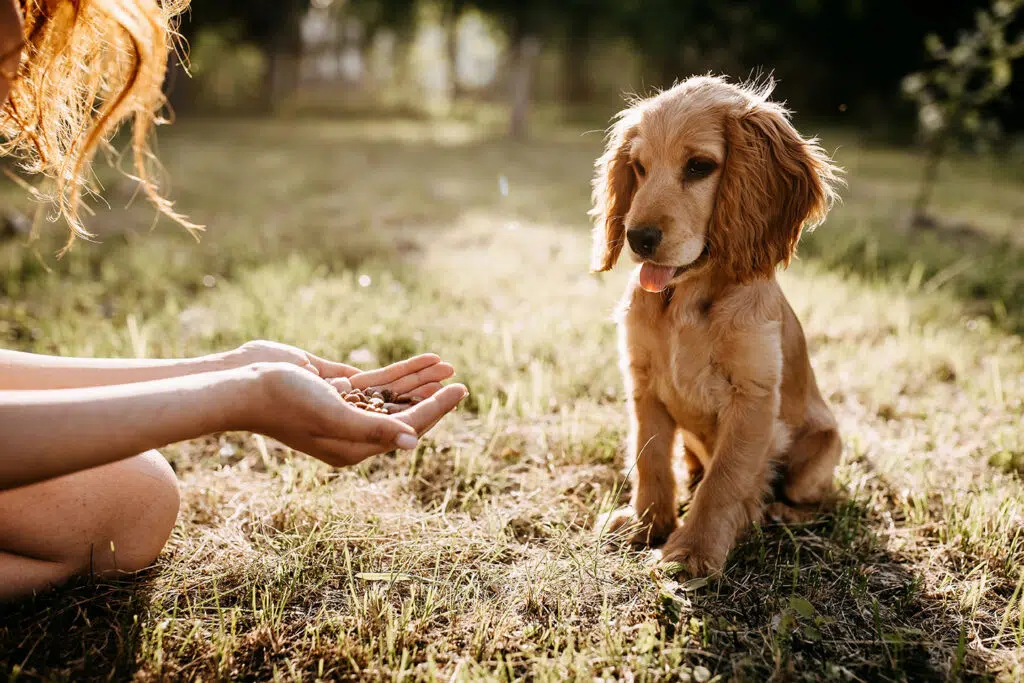 Nourriture pour chien