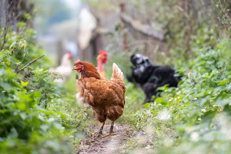 Poules